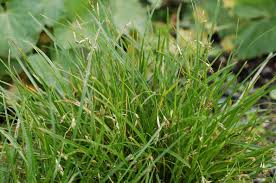 Attēlu rezultāti vaicājumam “Carex capillaris”