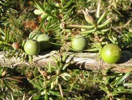 Attēlu rezultāti vaicājumam “Juniperus communis female flower”