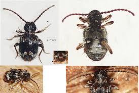 Attēlu rezultāti vaicājumam “Ptinus sp.”