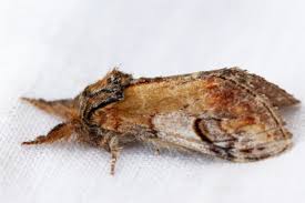 Attēlu rezultāti vaicājumam “Notodonta ziczac”