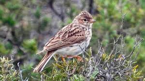 Image result for Calandrella rufescens