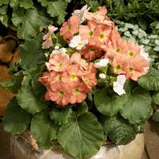 Image result for Primula obconica