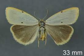 Attēlu rezultāti vaicājumam “Cybosia mesomella”