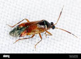 Attēlu rezultāti vaicājumam “Miridae”