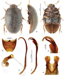 Attēlu rezultāti vaicājumam “Scaphisoma sp.”