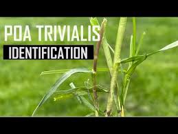 Attēlu rezultāti vaicājumam “Poa trivialis”