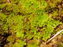 Attēlu rezultāti vaicājumam “Sphagnum compactum”