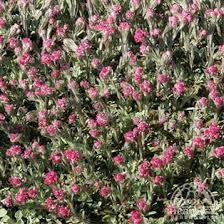 Attēlu rezultāti vaicājumam “Antennaria dioica”