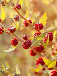 Image result for chenopodium foliosum