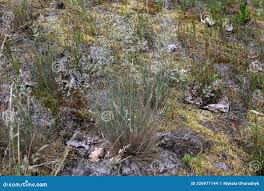 Attēlu rezultāti vaicājumam “Corynephorus canescens flower”