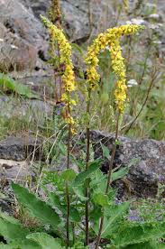 Image result for Verbascum nigrum