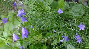 Attēlu rezultāti vaicājumam “Campanula rotundifolia”
