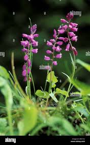 Attēlu rezultāti vaicājumam “Polygala comosa flower”