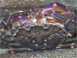 Image result for Carcinus maenas