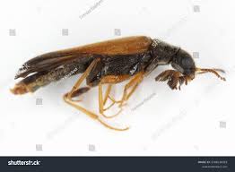 Attēlu rezultāti vaicājumam “Hylecoetus dermestoides female”