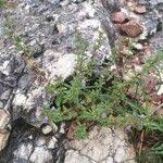 Attēlu rezultāti vaicājumam “Acinos arvensis”