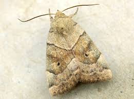 Attēlu rezultāti vaicājumam “Cosmia pyralina”