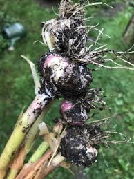 Attēlu rezultāti vaicājumam “Diderma floriforme stalked”