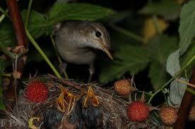 Image result for Hippolais pallida