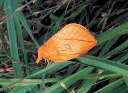 Attēlu rezultāti vaicājumam “Euthrix potatoria imago”