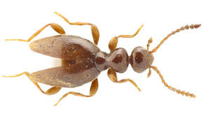 Attēlu rezultāti vaicājumam “Anthicidae”