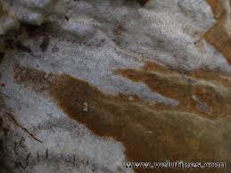 Attēlu rezultāti vaicājumam “Phellinus laevigatus”