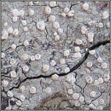 Attēlu rezultāti vaicājumam “Lecanactis abietina”