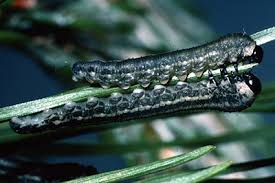 Attēlu rezultāti vaicājumam “Neodiprion sertifer larva”