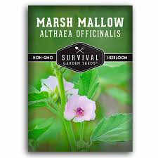 Image result for Althaea officinalis