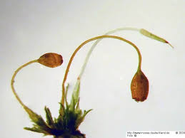 Attēlu rezultāti vaicājumam “Seligeria donniana”