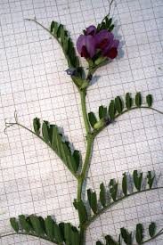 Attēlu rezultāti vaicājumam “Vicia angustifolia leaf”