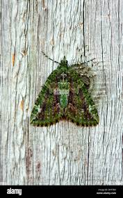 Attēlu rezultāti vaicājumam “Chloroclysta siterata”