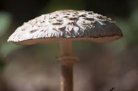 Attēlu rezultāti vaicājumam “Amanita pantherina”