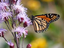 Image result for monarch butterfly