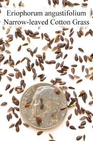 Attēlu rezultāti vaicājumam “Eriophorum angustifolium”