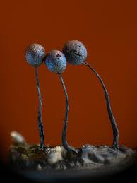 Attēlu rezultāti vaicājumam “Physarum flavidum stalked”