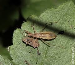 Attēlu rezultāti vaicājumam “Nabis limbatus”