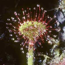 Attēlu rezultāti vaicājumam “Drosera rotundifolia leaf”