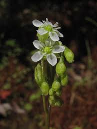 Attēlu rezultāti vaicājumam “Drosera rotundifolia flower”