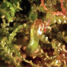 Attēlu rezultāti vaicājumam “Anastrophyllum minutum”