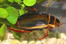 Attēlu rezultāti vaicājumam “Dytiscus dimidiatus”