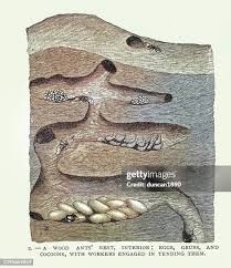 Attēlu rezultāti vaicājumam “Formica rufa pupa”