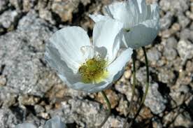 Image result for Alpenmohn