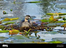 Image result for Podilymbus podiceps