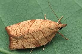 Attēlu rezultāti vaicājumam “Pandemis corylana”