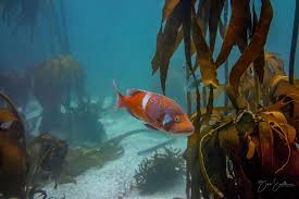 Image result for Chrysoblephus laticeps