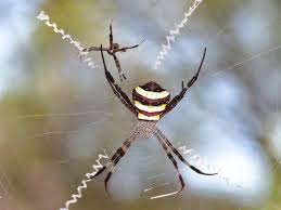 Image result for st andrews cross spider