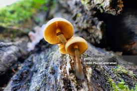 Attēlu rezultāti vaicājumam “Galerina marginata”