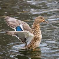 Attēlu rezultāti vaicājumam “Anas strepera female”
