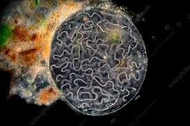 Attēlu rezultāti vaicājumam “Nostoc pruniforme cells”